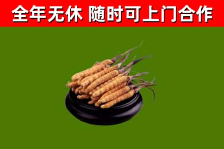 泸县区回收冬虫夏草